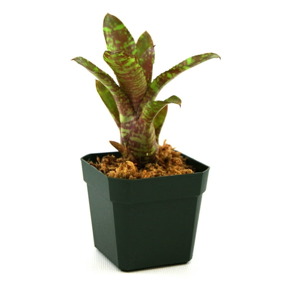 Josh's Frogs Neoregelia 'Wild Tiger'