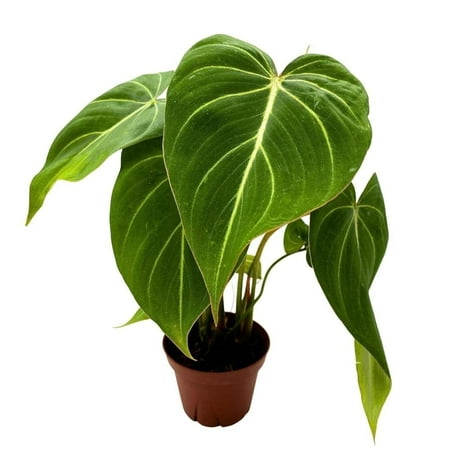 BubbleBlooms Philodendron Gloriosum Velvet Philodendron Creeper Plant 4 inch Pot