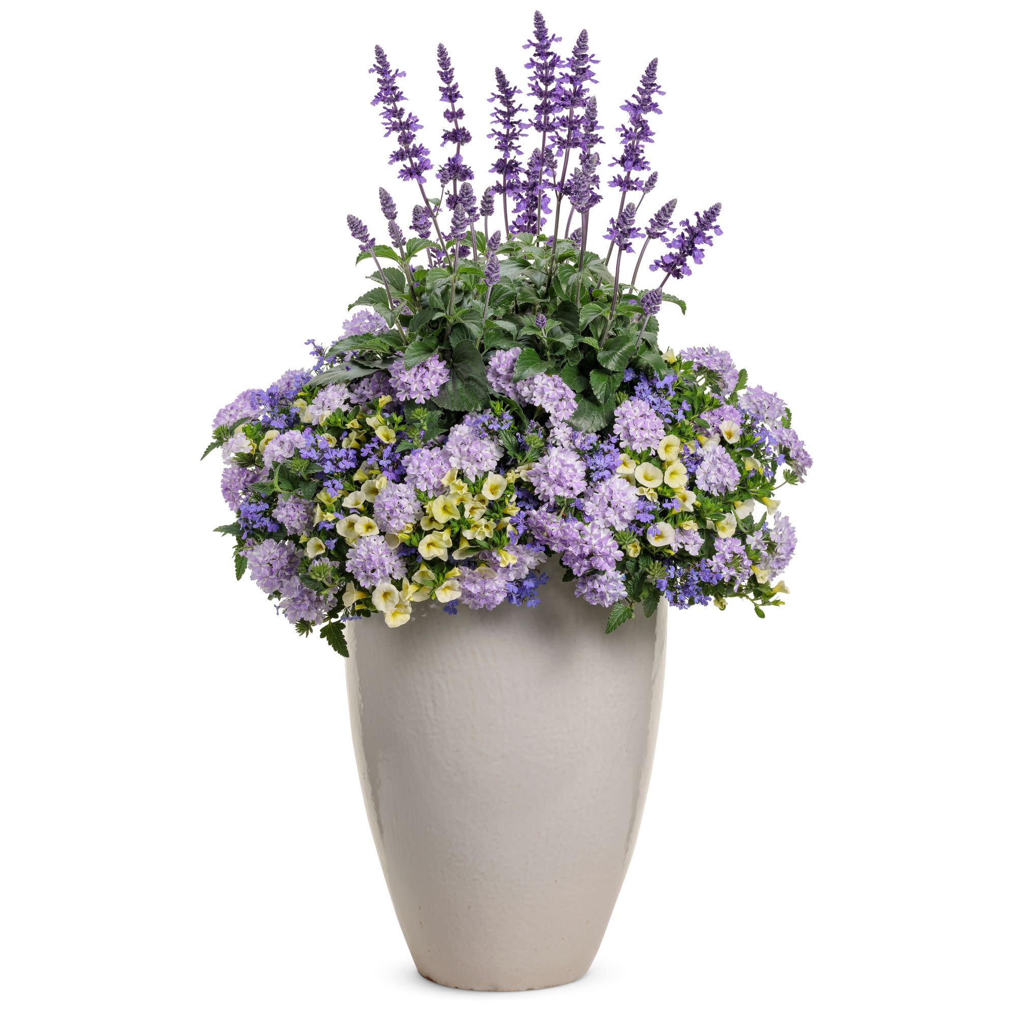 Proven Winners 4" Laguna Sky Blue Lobelia Live Plant in 4.25" Pot (4 Count)