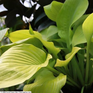 Sum and Substance Hosta - 3 Gallon Pot, Live Perennial Shrub, Part Sun, Outdoor