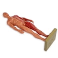 thumbnail image 3 of Musculoskeletal Structure, 11.8 X 3.1 X 3in Male Anatomical Model Whole Body  Line  For Reference Teaching Or Study To Meet Different Demands., 3 of 8