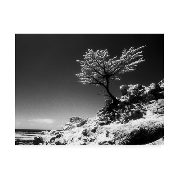 Trademark Fine Art 'Lone Cypress Monterey California' Canvas Art by Monte Nagler