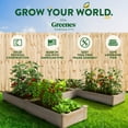 thumbnail image 4 of Greenes Fence Original Pine Raised Garden Bed, U-Shaped 8' x 8' x 10.5", 4 of 8
