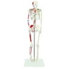 Vision Scientific Half Size Human Skeleton- 33 (84cm) with Muscles