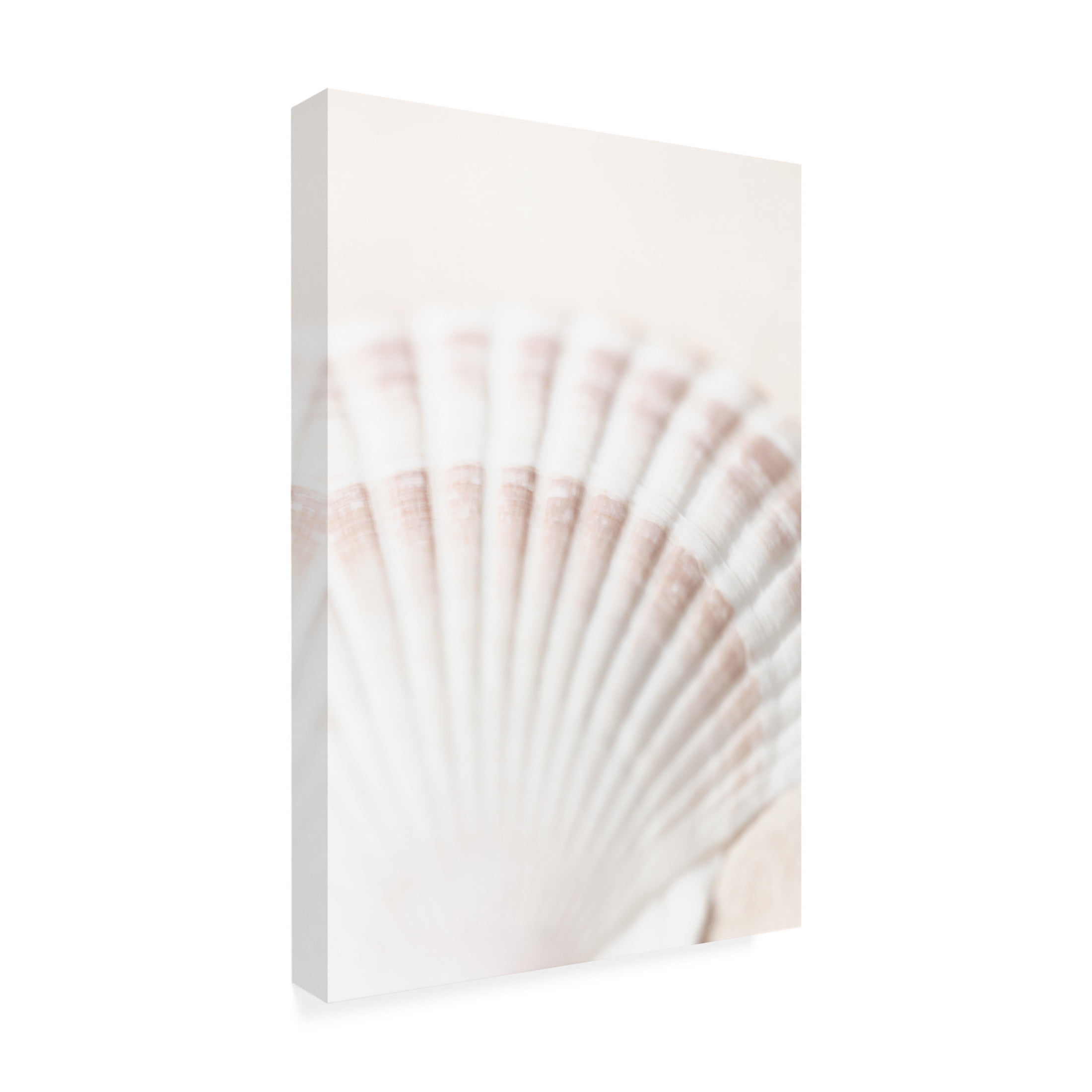 Trademark Fine Art Pictufy Studio Shell Canvas Wall Art