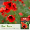 thumbnail image 2 of Oriental Poppy for Planting - 5 Pack - Non-GMO Heirloom Full Sun Annual Flower, 2 of 8