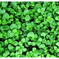 thumbnail image 1 of 20 CORSICAN MINT Mentha Requienii Herb Fragrant Ground Cover Flower Seeds, 1 of 7