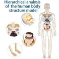 thumbnail image 4 of Clear Human Body Structure Model, 29 Piece 3D Anatomy Figure Kit, Organizeh Humans Body Skeleton Models Kits with Instruction Guide, DIY Assembled Human Torso Organ Model (Transparent), 4 of 9