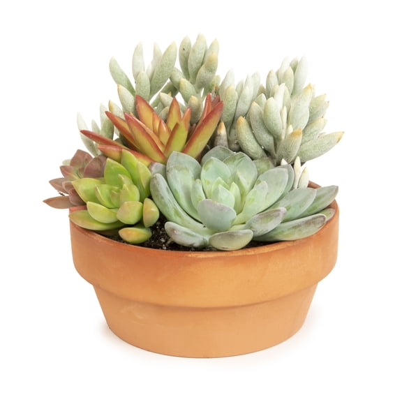 Element 5IN Succulent Garden in Low Profile Clay Pot