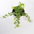 thumbnail image 3 of Ivy Plant Live Fast-growing, Potted 3-5" in Tall, Climbing Indoor Outdoor Houseplant, Easy Care Trailing Vine, Fast Growing Small Starter Plant for Home Office Décor (Variegated English Ivy), 3 of 6