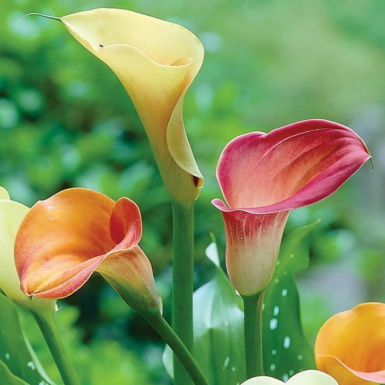 Lily VAN ZYVERDEN Lilies Fragrant Orienpet Blend (Set of 9 Bulbs