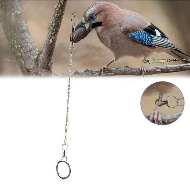 Cadena Para Tobillera De Pájaro, Soporte Para Pájaros, Anillo Para Tobillera, Cadena Para Pie De Loro, Para Periquito, Cacatúa, Loro, Para Actividad De Apertura