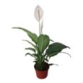thumbnail image 1 of planta natural cuna de moisés 72 x 57 cm con maceta de plástico, 1 of 7