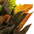 thumbnail image 2 of Vickerman 30" Artificial Croton Real Touch Potted Plant., 2 of 6