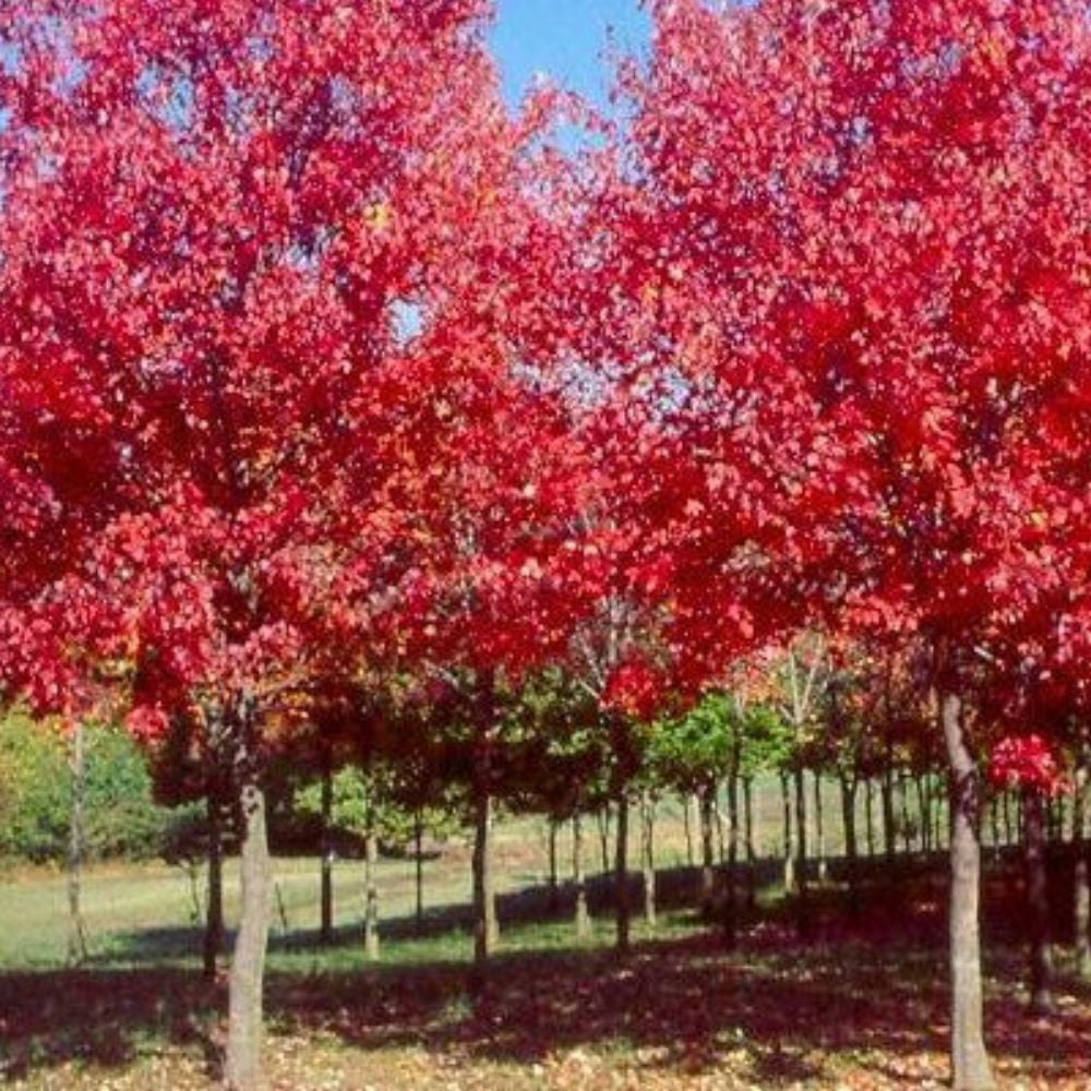 Expert Gardener 3-4' Cardinal Red Maple Tree in 7 gal. Grower Pot