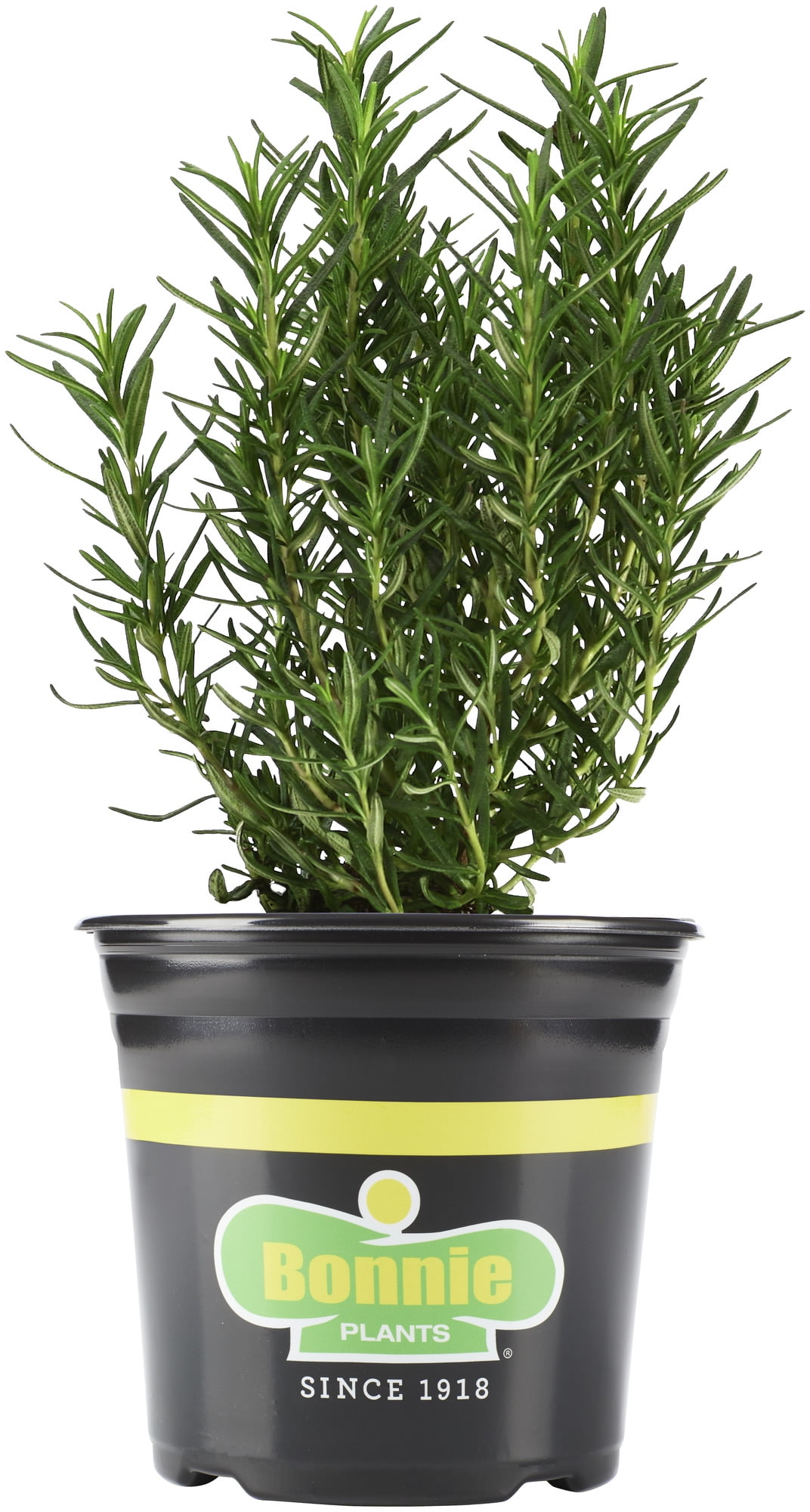 Bonnie Plants Rosemary 2.32 qt.
