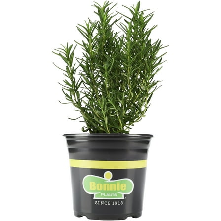 Bonnie Plants Rosemary 2.32 qt.
