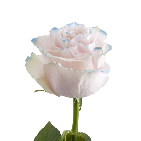 Painted Summer Roses - Farm Direct Fresh Cut Flowers - 50 Stems