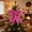 Hot Pink, variant on Sky Blue Christmas Tree Glitter Bows,6.7 x 3.7 Inch Christmas Bow Tie Ribbon Twist Tie Bows for Treat Bags Gift Wrapping Basket Wedding Birthday Valentine Christmas Tree Wreath Garland Decoration