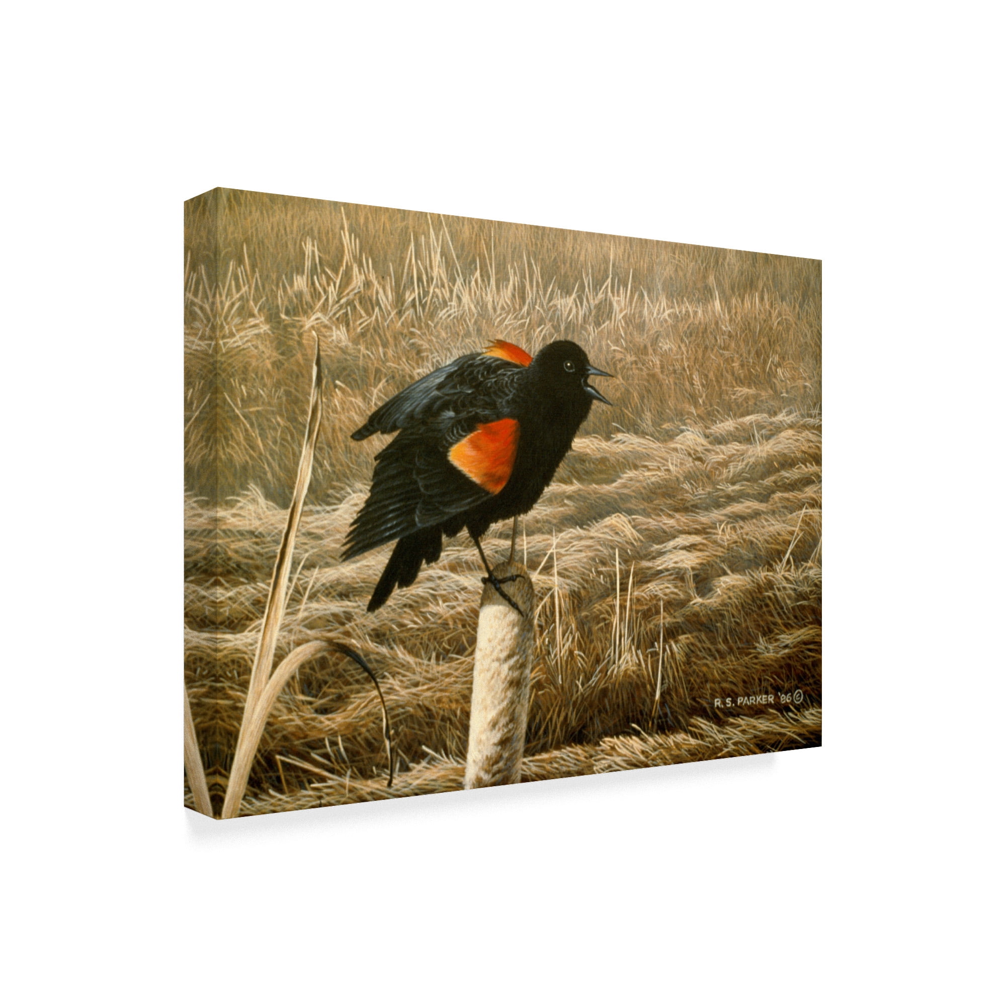 Trademark Fine Art 'Red Winged Blackbird' Canvas Art by Ron Parker