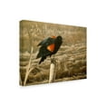 thumbnail image 2 of Trademark Fine Art 'Red Winged Blackbird' Canvas Art by Ron Parker, 2 of 3