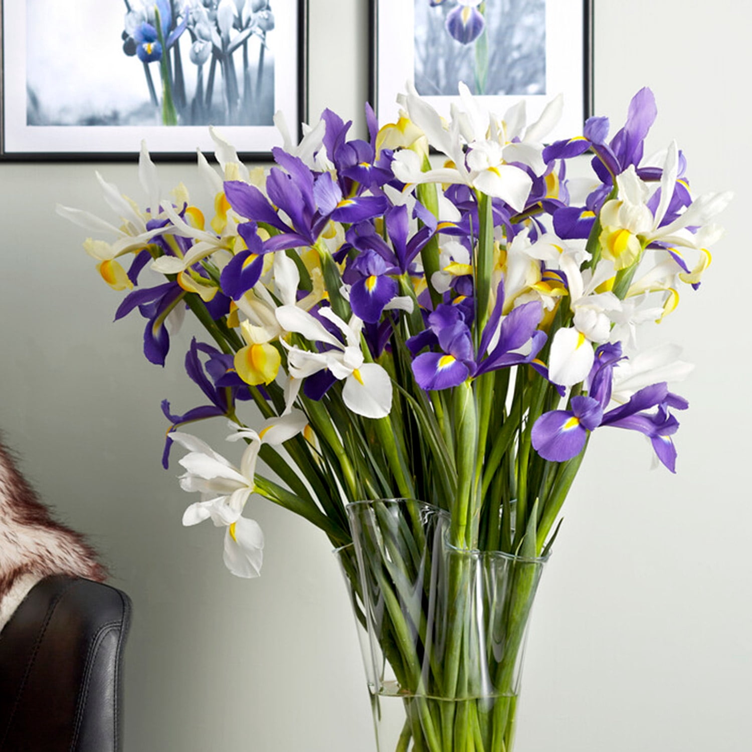 Garden State Bulb Dutch Iris Hollandica Mixed Flower Bulbs, 8/9cm (Bag of 100)