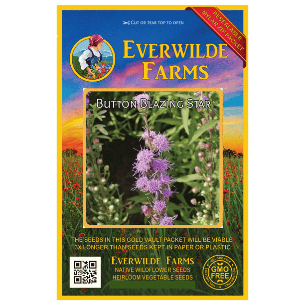 150 Midland Shooting Star Wildflower Seeds Packet - Everwilde Farms Fresh 2024 Seeds