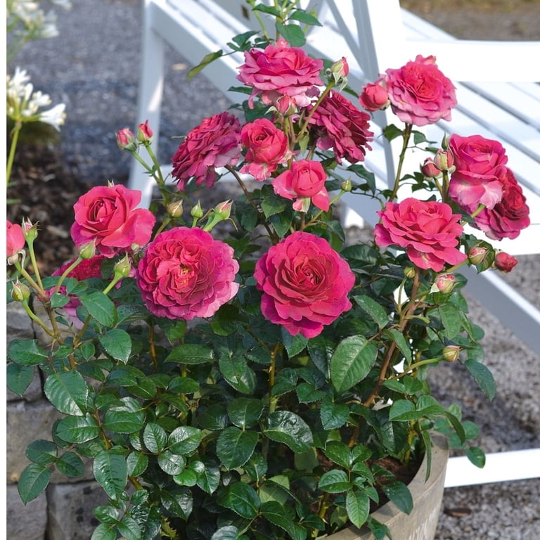 Roseさん専用 Expert Gardener 12-18
