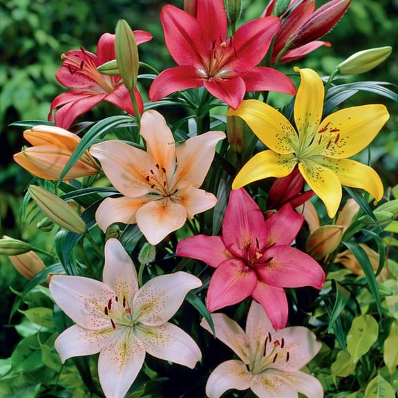 Van Zyverden Lilies Dutch Asiatic Mixture Set of 14 Bulbs Multicolor Partial Sun Easy to Grow 3 lbs