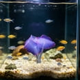 thumbnail image 4 of Decoración de Anémona Marina Que Brilla En La Oscuridad para Acuarios: Adorno Luminoso de Silicona Suave para Peceras de Agua Dulce, Salada, Bettas y Camarones., 4 of 6