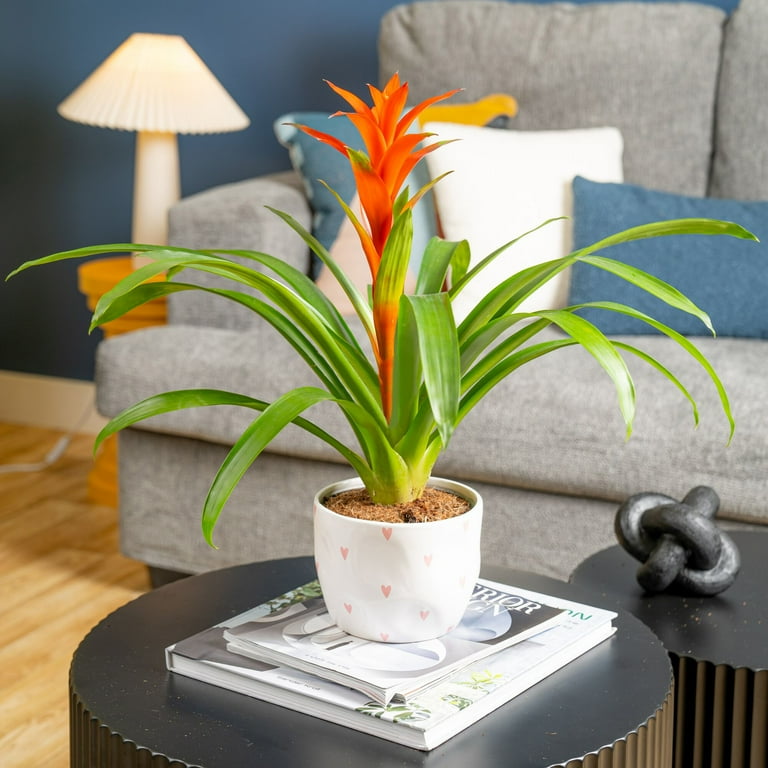 Costa Farms 20 inch Tall Bromeliad Grower's Choice, Bright Indirect Sunlight, Indoor Live House Plants, Size: Medium, Green