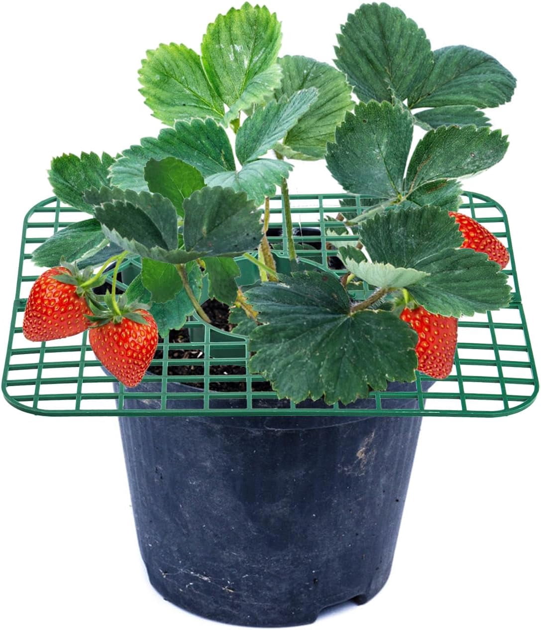 20 Pack Square Strawberry Supports, Strawberry Growing Rack with 4 Sturdy Legs, Plastic Strawberry Plant Stand Holder, Strawberry Growing Frame Holder Cage, Keeping Berries Clean