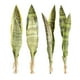 thumbnail image 2 of Planta artificial Yuarrent serpiente 68 CM no tóxica, 2 of 6
