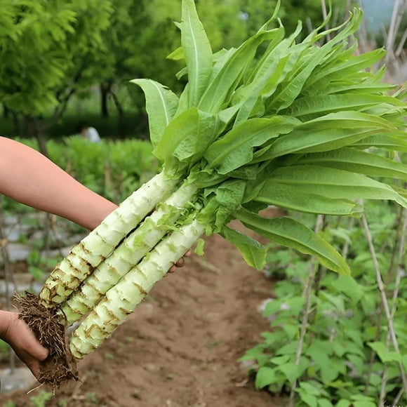 shiyou-250 Seeds, Stem Lettuce Asparagus Lettuce Chinese Celtuce Seeds Vegetable Seeds Home Outdoor Garden Vegetable Gardening Seeds NO-GMO Heirloom Seeds