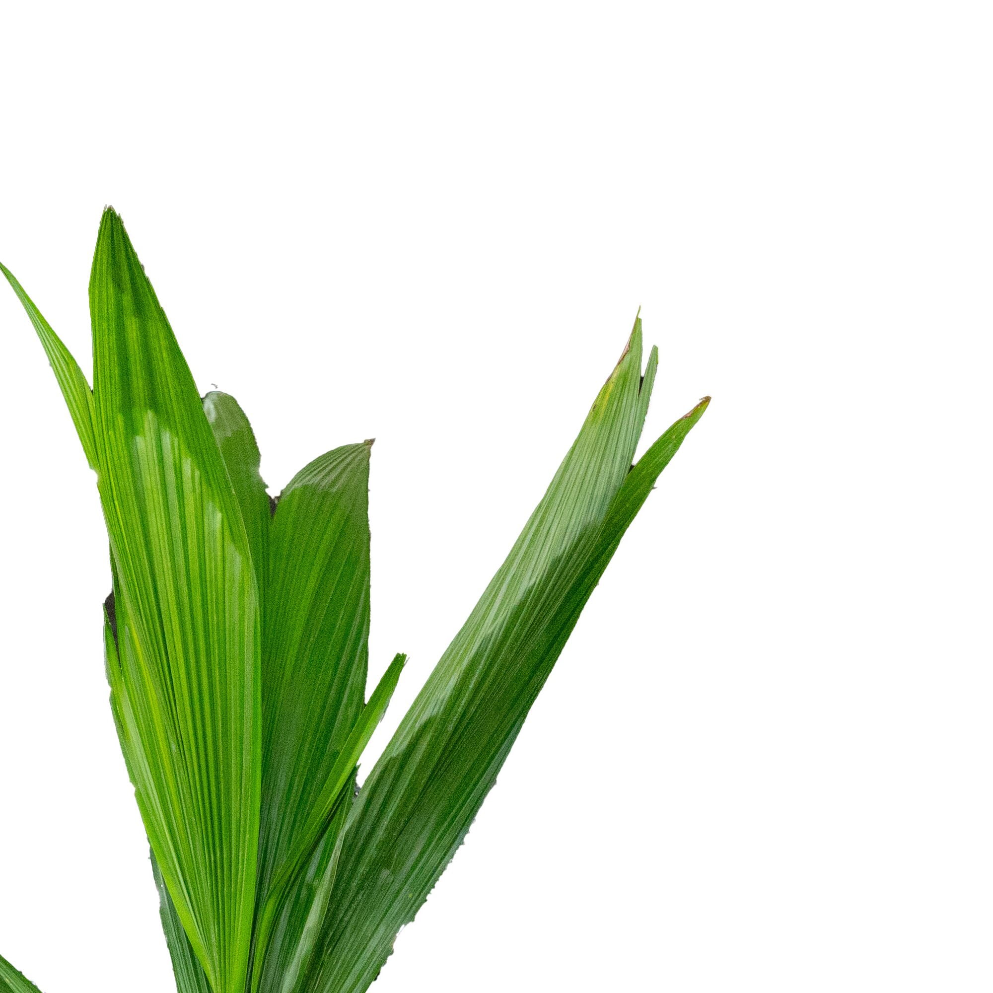 Expert Gardener Queen Palm Live Outdoor Plant, 2.25 Gallon Grower Pot, Filtered Sun
