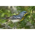 thumbnail image 2 of Welling, Dave 14x11 White Modern Wood Framed Museum Art Print Titled - TX, South Padre Island Northern parula on tree, 2 of 4