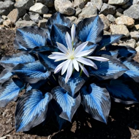 Midnight Blue Hosta-Plants For Planting - Garden Elegance Decoration - Premium Garden Stakes Perfect for Borders - Striking