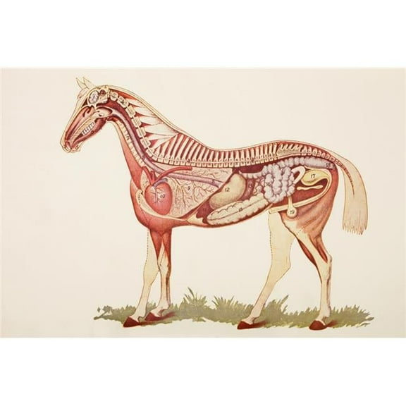 Internal Organs of A Horse From Virtues Household Physician Published London 1924 Poster Print - 36 x 24 - Large