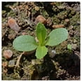 thumbnail image 3 of Everwilde Farms - 1/4 lb Imperialis Mixed Sweet Sultan Garden Flower Seeds - Gold Vault Bulk Seed Packet, 3 of 3
