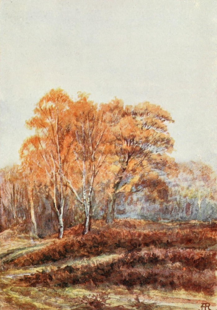 New Forest 1904 Bir