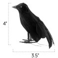 thumbnail image 6 of Cornucopia Brands 4in Black Crows (6-Pack); Imitation Artificial Birds/Ravens for Halloween Decorations, Haunted House & Fall Seasonal Displays, 6 of 10