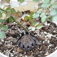 thumbnail image 4 of AYYUFE 10Pcs Plastic Auto Fertilizer Box Garden Nursery Basket Bonsai Planting Tool, 4 of 8