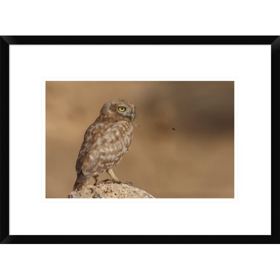 Global Gallery Assaf Gavra 'Owl Vs Bee' Framed Wall Art
