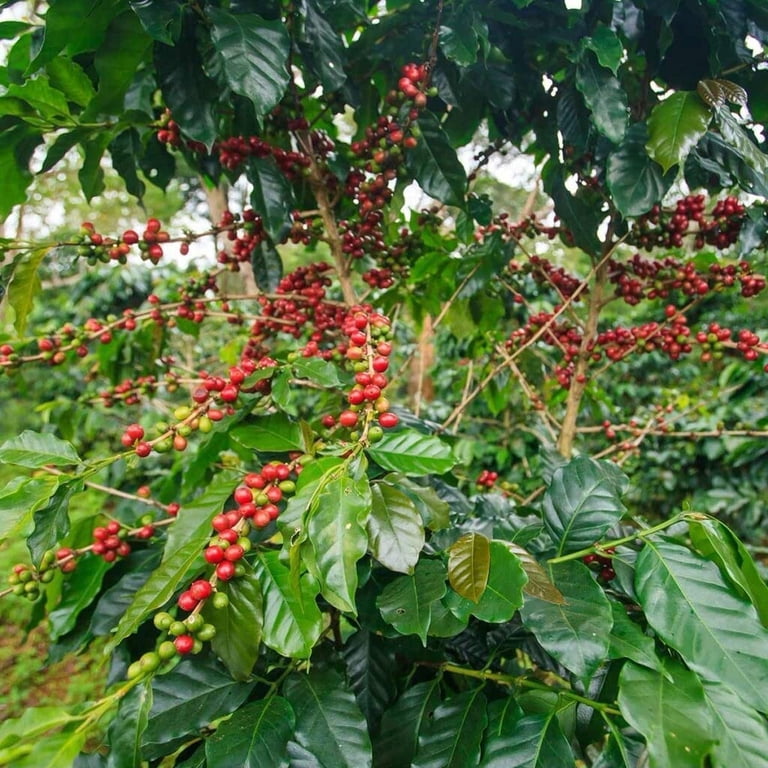 Cz Grain 20 Coffea Arabica Plant Seeds, Green