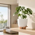 thumbnail image 6 of FEOLGEHLY 2 Pack 5.9 inch Self Watering Pots for Indoor Plants, Planters for Indoor Plants, Flowerpot with Wick & Reservoir, White, 6 of 8