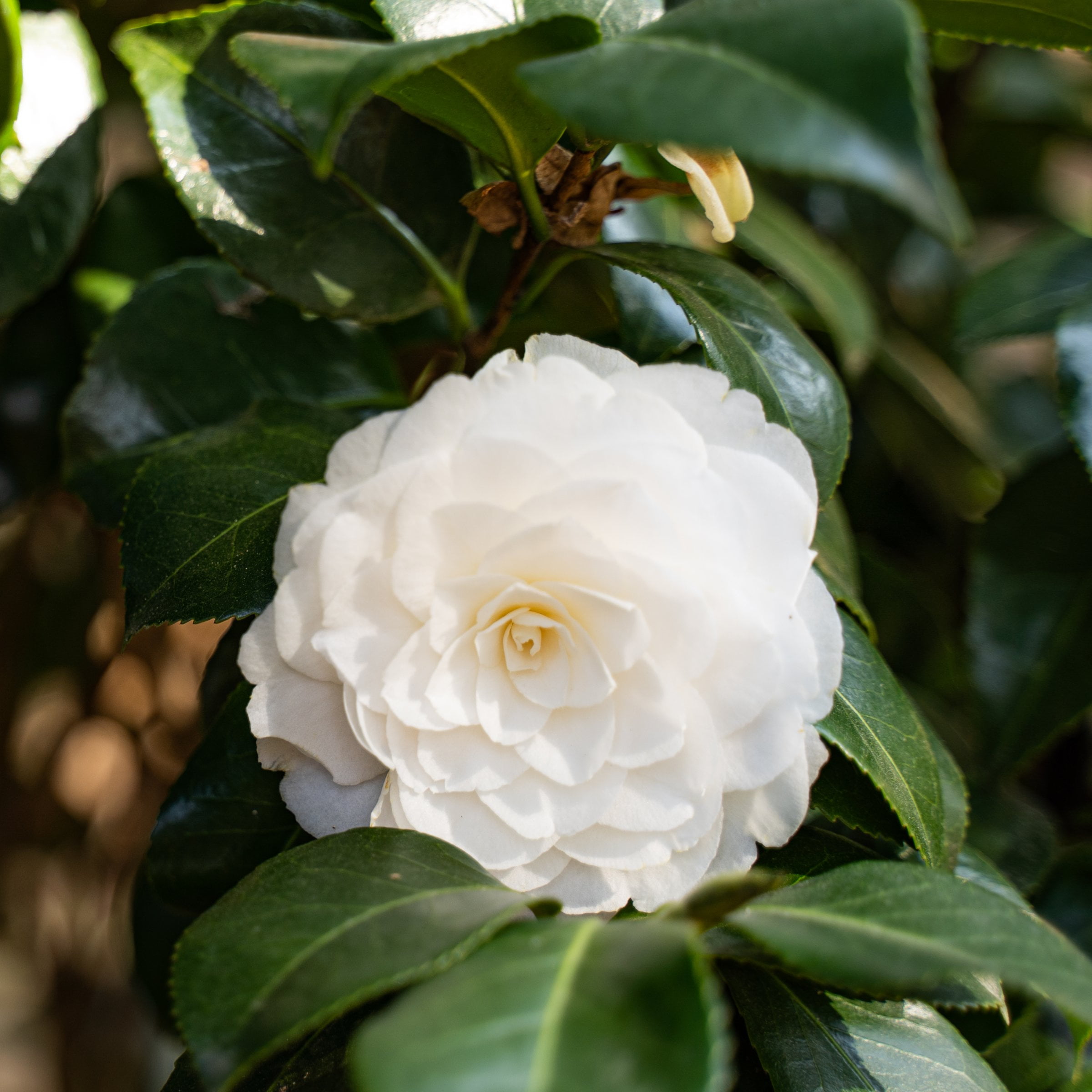 National Plant Network 3 gal. Camellia Japonica Seafoam Shrub