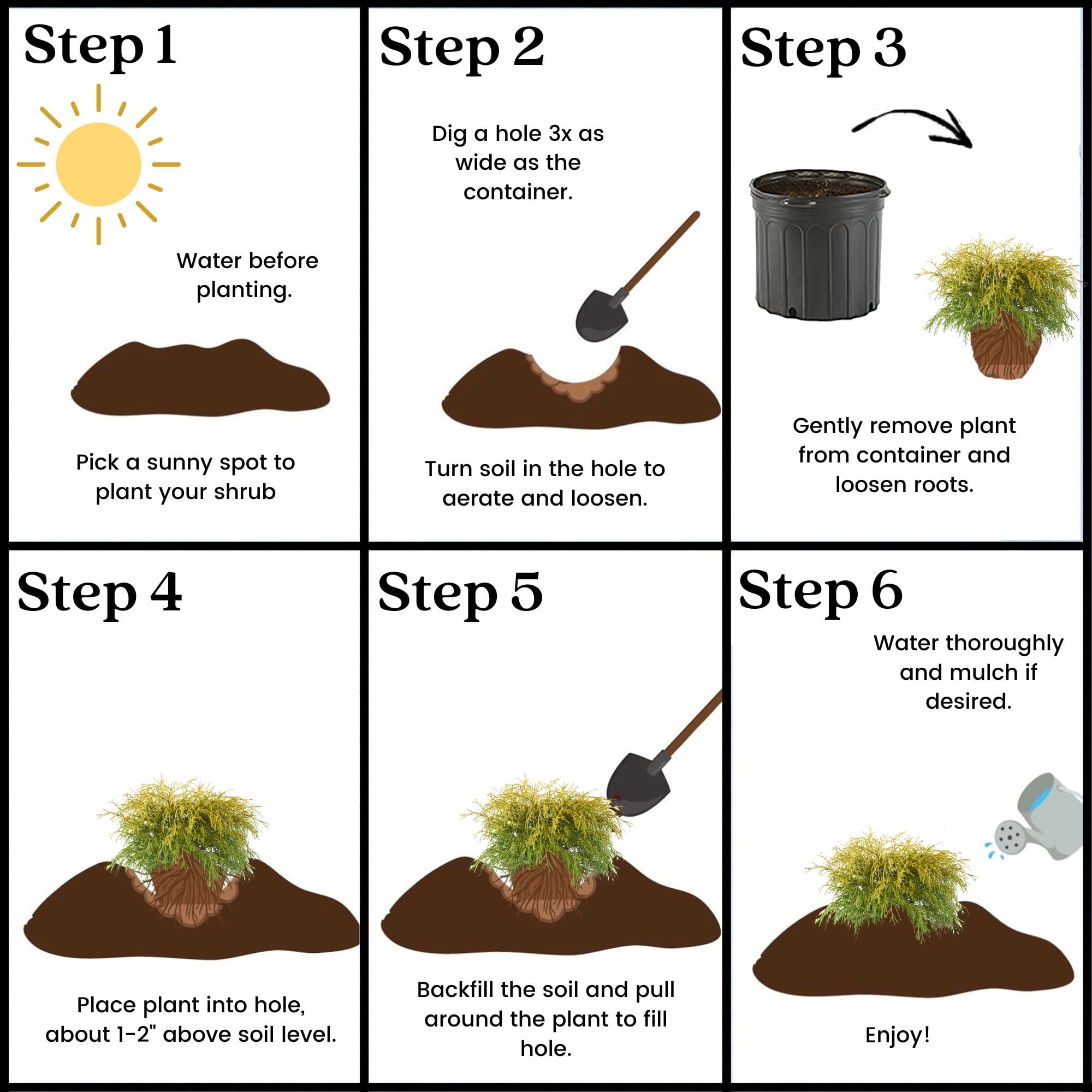 (5 pack) Expert Gardener Gold Mop False Cypress Live Shrub in 2.5-Quart Grower Pot