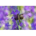 thumbnail image 2 of Day, Richard and Susan 14x11 Black Ornate Wood Framed with Double Matting Museum Art Print Titled - Widow Skimmer-Libellula luctosa-female on Larkspur-Delphinium sp-Marion County-Illinois, 2 of 4