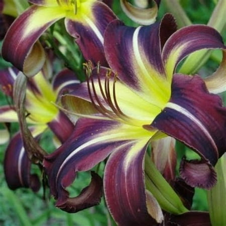 

Lily bulbs bulk lily bulbs perennial-Tiger Lily Professional Planting Garden Grow Beautify Environment