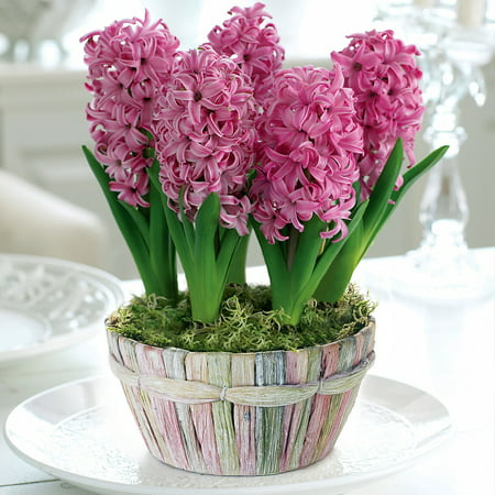 frosting hyacinth pink bulbs fragrant cm